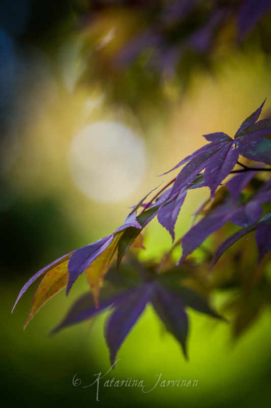 momiji Japanese maple fall autumn colours